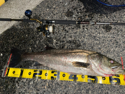 残ったシーバス探検隊