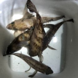 スーパームーンメバリング