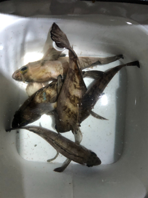 スーパームーンメバリング