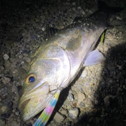 シーバス祭り！！