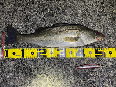 連日シーバス探検