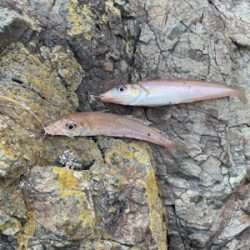 砂浜の女王さま