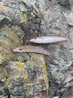 砂浜の女王さま