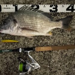 エリア10でチヌ祭り