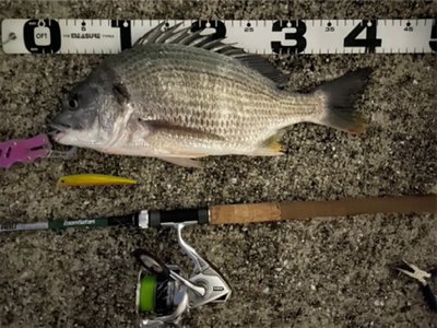 エリア10でチヌ祭り