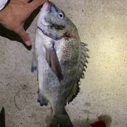 バチ抜け…チヌ