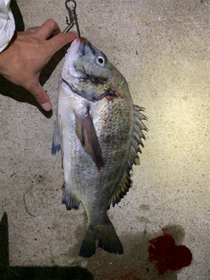 バチ抜け…チヌ