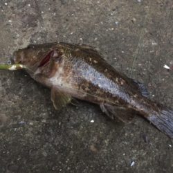 たけのこめばる