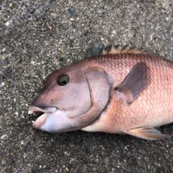 コブダイのカブセ釣り