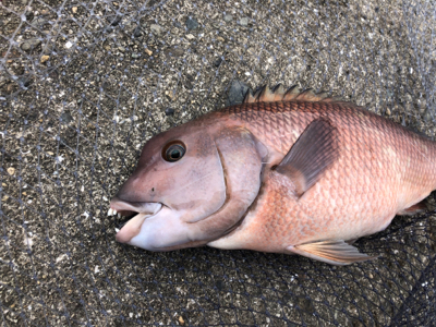 コブダイのカブセ釣り