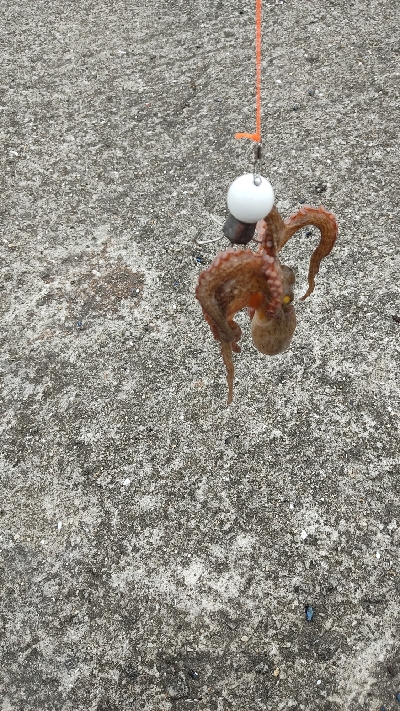 タコ釣れたこ
