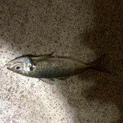 アジング、メバリング