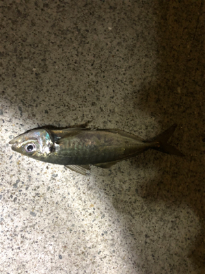 アジング、メバリング