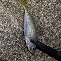 短時間アジング