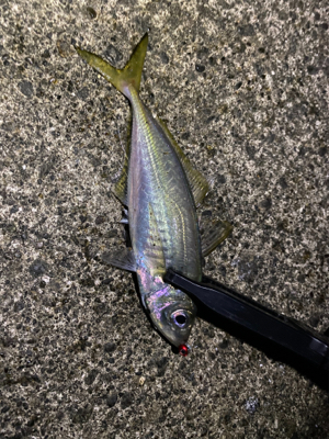 短時間アジング