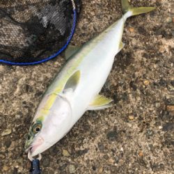 シーバス予定が青物