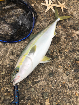 シーバス予定が青物