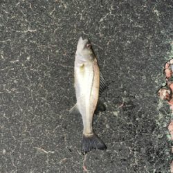 トリックバチパターン?