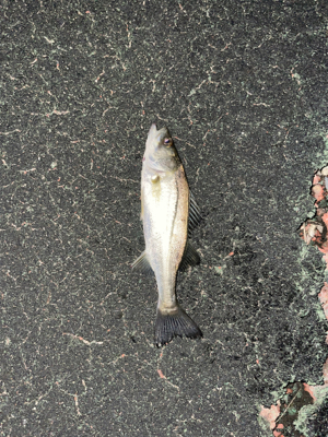 トリックバチパターン？