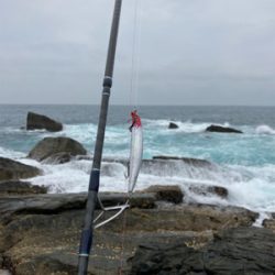 ロックショア　ヒラスズキ