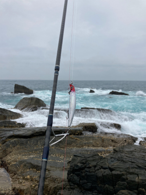 ロックショア　ヒラスズキ