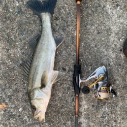 ガシラを狙っていたら・・・