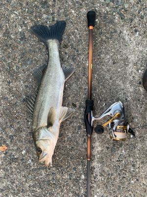 ガシラを狙っていたら・・・