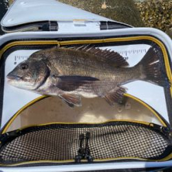 グレフィーバー