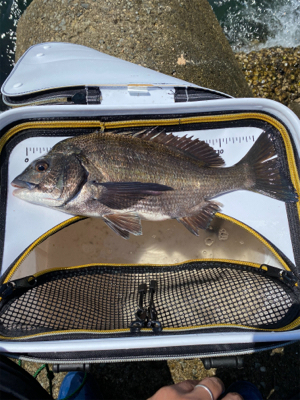 グレフィーバー