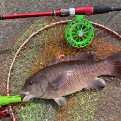 チヌ来ずカンダイ