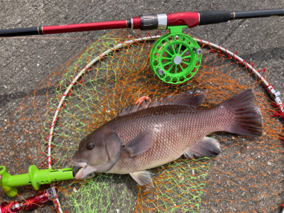 チヌ来ずカンダイ