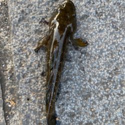 虫ヘッド+青イソメは強い！