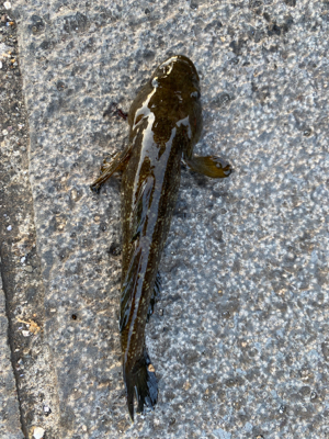 虫ヘッド+青イソメは強い！