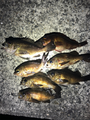 メバリングからのショアジギング