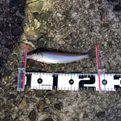 良型キス、泳がせ釣り