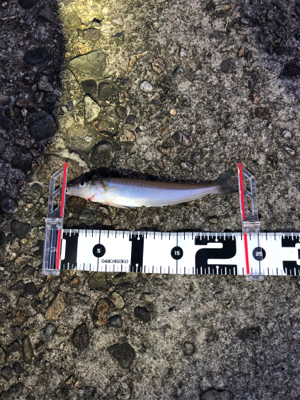 良型キス、泳がせ釣り