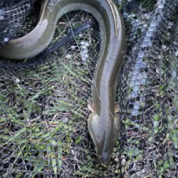 夕方のぶっ込み釣り