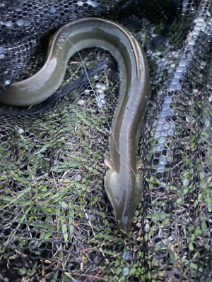 夕方のぶっ込み釣り