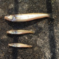 キスが食べたくて