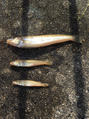 キスが食べたくて