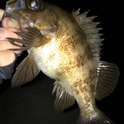 2021ライトゲーム第16戦