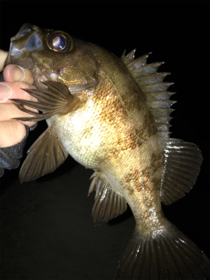 2021ライトゲーム第16戦