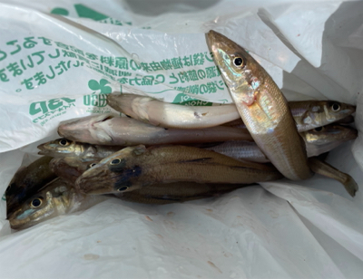 チョイ投げでキス釣り