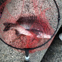 テトラからチヌ&グレ