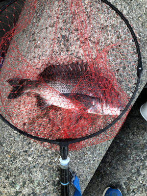 テトラからチヌ&グレ