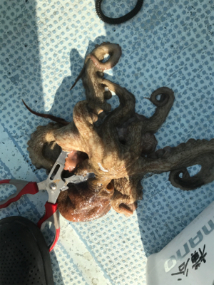 悪潮マダコ釣り