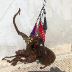 今年初のタコ釣り