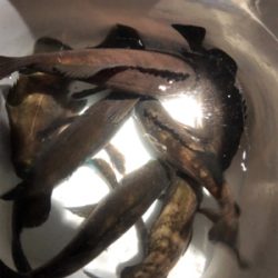 夕マヅメからのメバリング