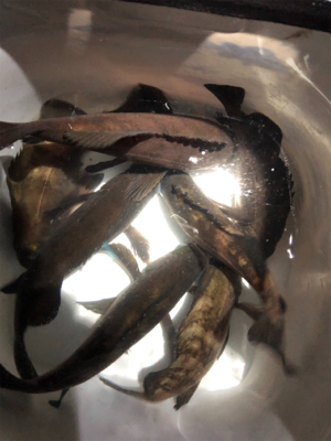 夕マヅメからのメバリング