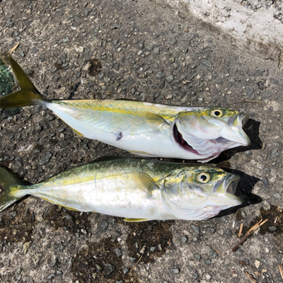 初青物（ツバス）